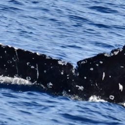 Fluke of HW-MN0522902