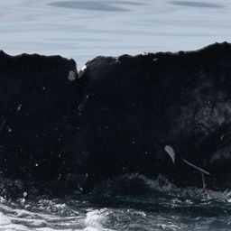 Fluke of CRC-20862