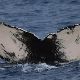 Fluke of CRC-21079
