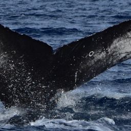 Fluke of CRC-20845