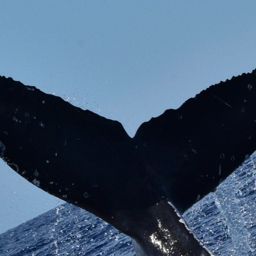 Fluke of HW-MN0522916