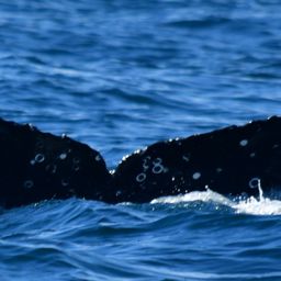 Fluke of HW-MN0522917