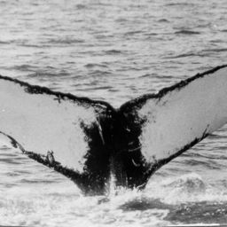 Fluke of NA-1735