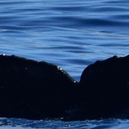 Fluke of HW-MN0522918