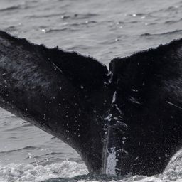 Fluke of CRC-22231