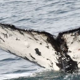 Fluke of CRC-23235