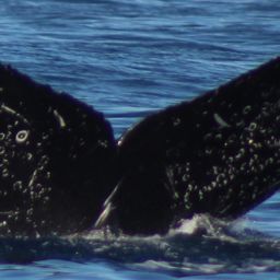 Fluke of CRC-20618