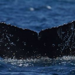 Fluke of HW-MN0522942