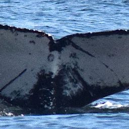 Fluke of Marieta 1