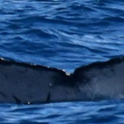 Fluke of CRC-21078