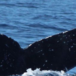 Fluke of HW-MN0522963