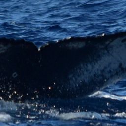 Fluke of CRC-21077