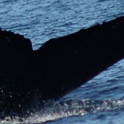 Fluke of HW-MN0522969