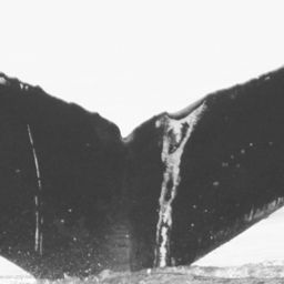 Fluke of CRC-15525