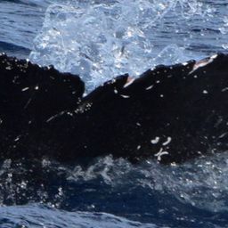 Fluke of CRC-22133