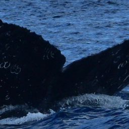 Fluke of HW-MN0522986