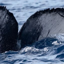 Fluke of CRC-20620