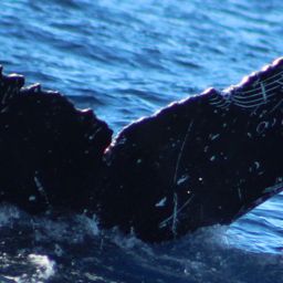 Fluke of HW-MN0522995