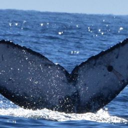 Fluke of CRC-21223