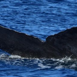 Fluke of HW-MN0523000