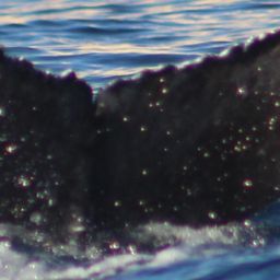 Fluke of CRC-21373