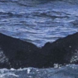 Fluke of HW-MN0523007