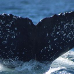 Fluke of HW-MN0523008