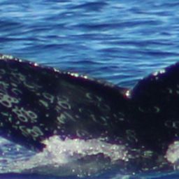 Fluke of HW-MN0523009
