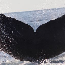 Fluke of CRC-22132