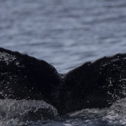 Fluke of CRC-23097