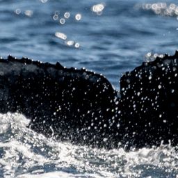 Fluke of CRC-20622