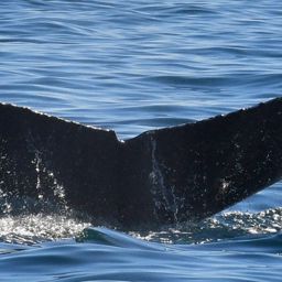 Fluke of HW-MN0523051