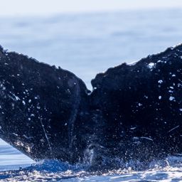 Fluke of HW-MN0443543