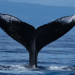 Fluke of HW-MN0443547