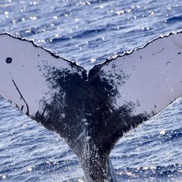 Fluke of HW-MN0443549
