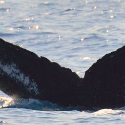 Fluke of HW-MN0443558