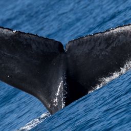 Fluke of HW-MN0443559