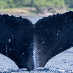 Fluke of HW-MN0443566