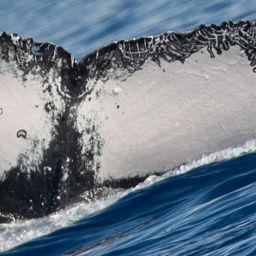 Fluke of HW-MN0443568