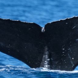 Fluke of HW-MN0443570