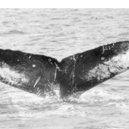 Fluke of NA-1763