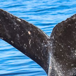 Fluke of HW-MN0443576