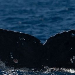 Fluke of HW-MN0443577