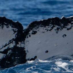Fluke of HW-MN0443579