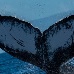 Fluke of HW-MN0443580