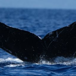 Fluke of HW-MN0443581