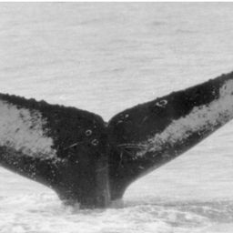 Fluke of NA-1764
