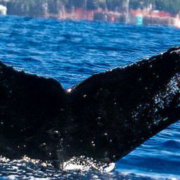 Fluke of HW-MN0443583