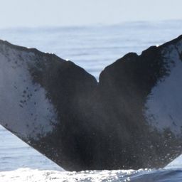 Fluke of HW-MN0443587