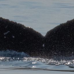 Fluke of HW-MN0443606
